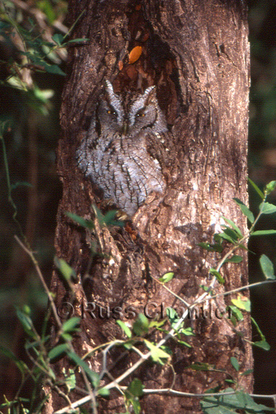 Eastern Screech Owl © Russ Chantler